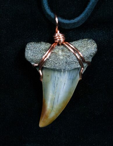 Curved Fossil Mako Tooth Necklace #4700